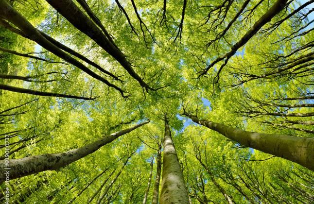 AMBIENTE: IMPRUDENTE, “BANDO DA 4 MLN PER RIPRISTINO DANNI A BOSCHI E FORESTE”