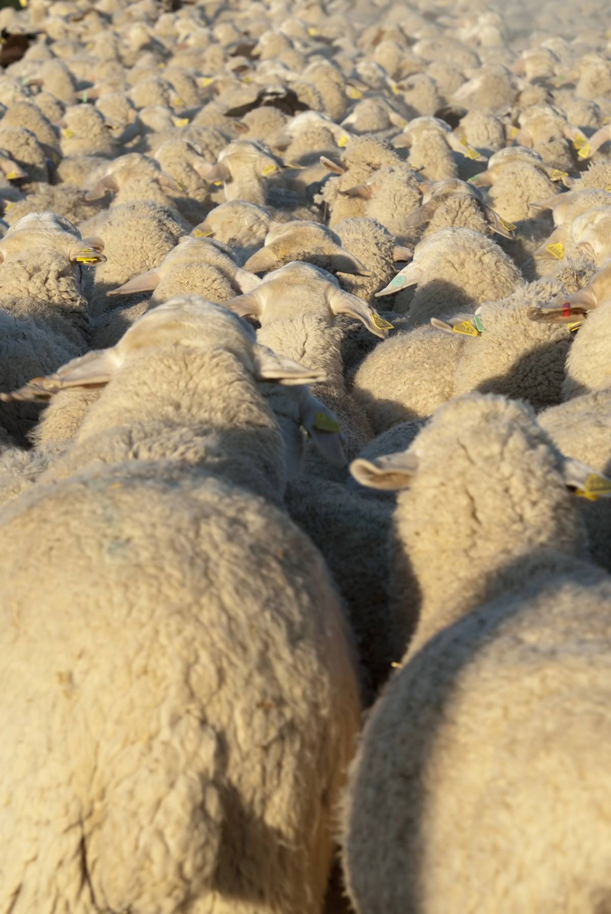 PECORE, STREGHE E TRATTURI: IL VERO ABRUZZO NON È PER TURISTI