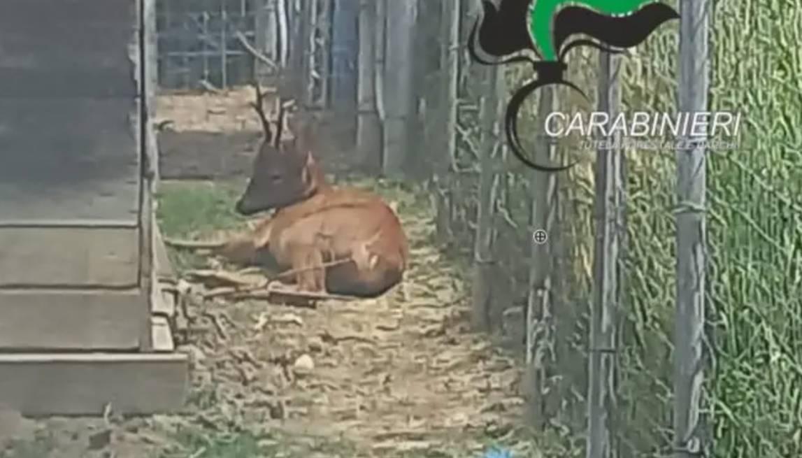 “CERVO MALTRATTATO E UMILIATO IN ABRUZZO”: SCATTA LA DENUNCIA DI LNDC