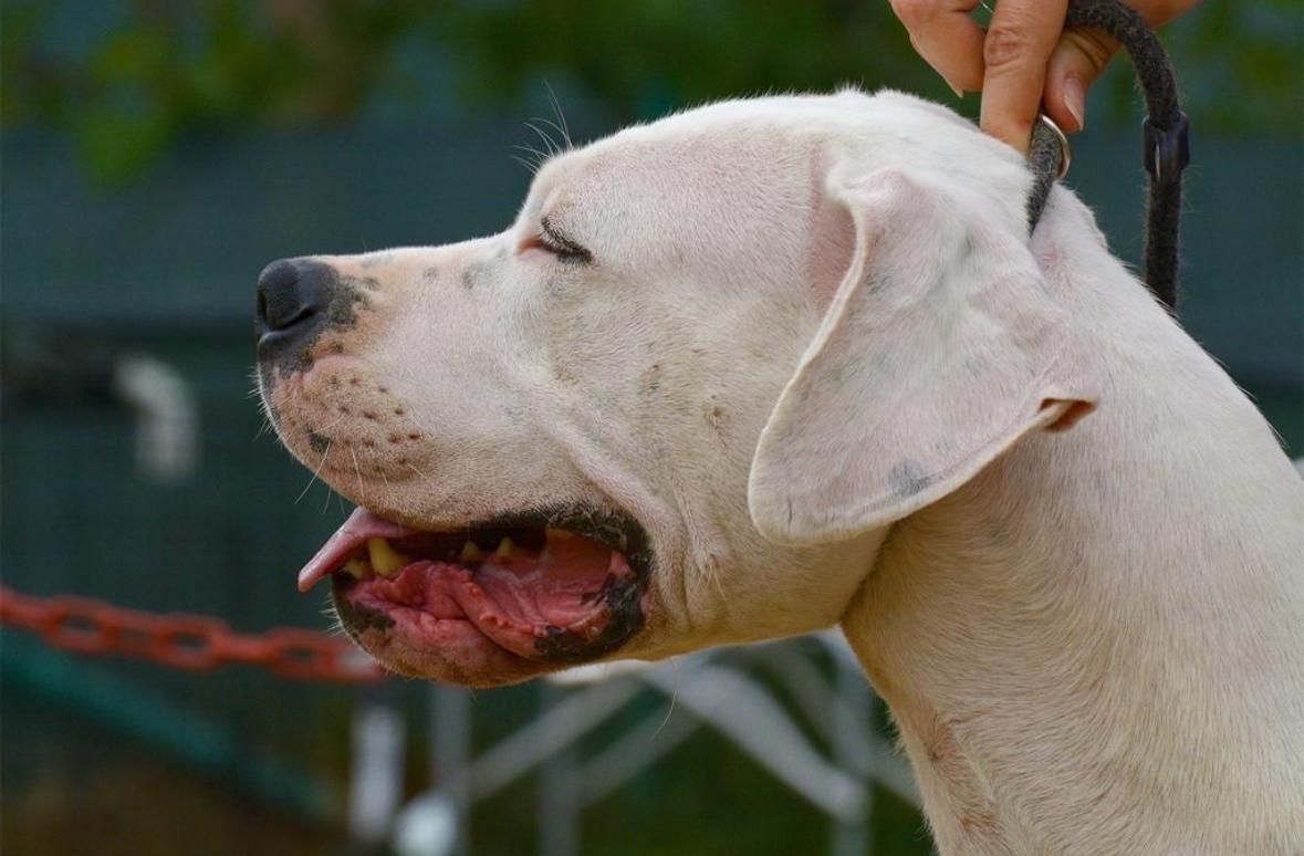 MONTORIO AL VOMANO: RADUNO NAZIONALE DEL DOGO ARGENTINO