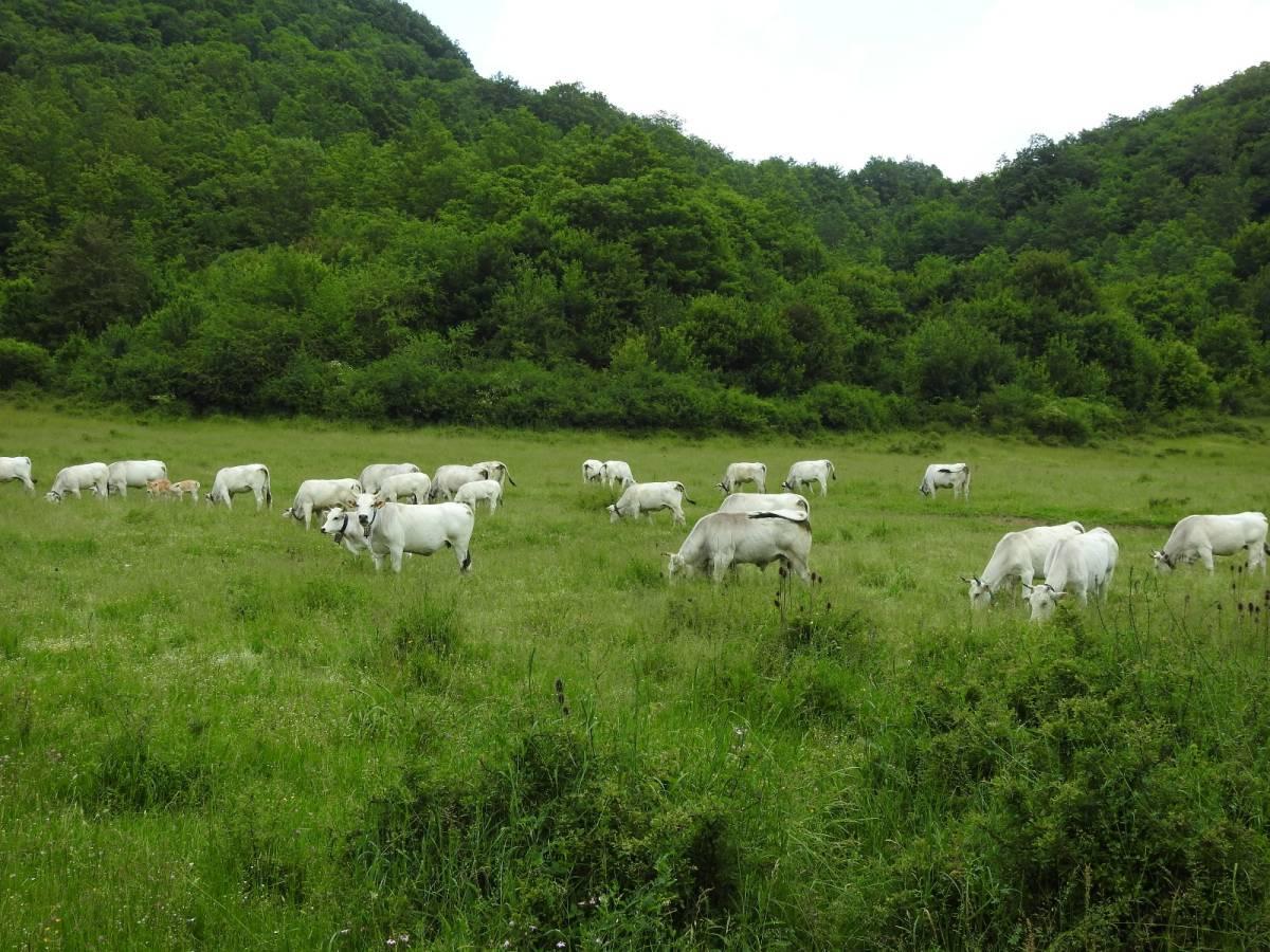 PNALM: “MANDRIA DI ALLEVATORE CONTRO PIANO DEL PARCO SCONFINA IN PASCOLI NON AUTORIZZATI”