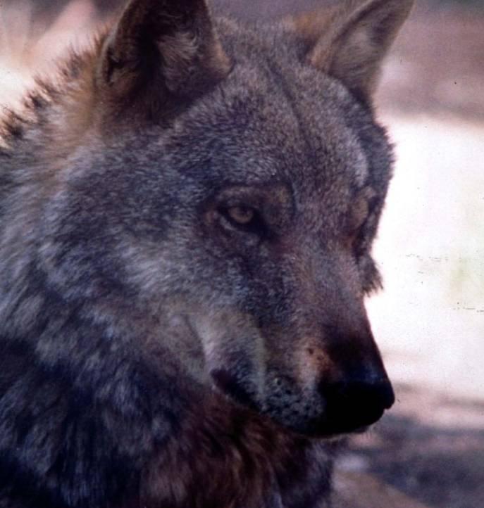 L’AQUILA: LUPO SI AGGIRA A TEMPERA, SBRANA CAGNOLINA AL PROGETTO CASE DAVANTI PROPRIETARIA