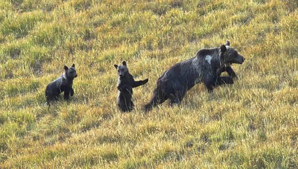 ORSA CON CUCCIOLI A ROCCARASO: DE SANCTIS, “STATALE 17 NON E’ IN SICUREZZA”