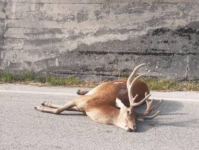VILLETTA BARREA: AUTO INVESTE CERVO, CONDUCENTE FERITO, ANIMALE MORTO