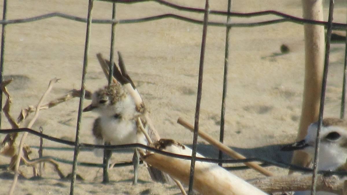 RISERVA DEL BORSACCHIO: DOPO TRE ANNI IN UN NIDO SULLA SPIAGGIA NASCE UN PICCOLO DI FRATINO