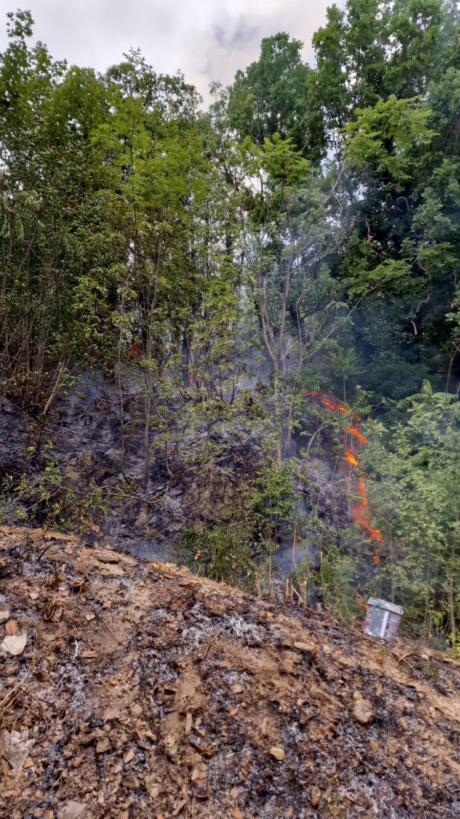 L’AQUILA: FOCOLAI NELLA PINETA DI MONTE SAN GIULIANO, PRONTAMENTE SPENTI, IN CORSO BONIFICA