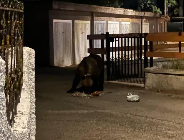 ORSA CON CUCCIOLI NEL PNALM: “NON AVVICINARSI”. DENUNCIA PARCO, “A LECCE NEI MARSI CIOTOLE CON CIBO”