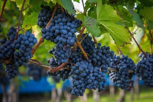 VENDEMMIA: “IN ABRUZZO BENE QUANTITÀ E QUALITÀ”, CIA, “ORA SI RESPIRA, MA SERVE PROGRAMMAZIONE”