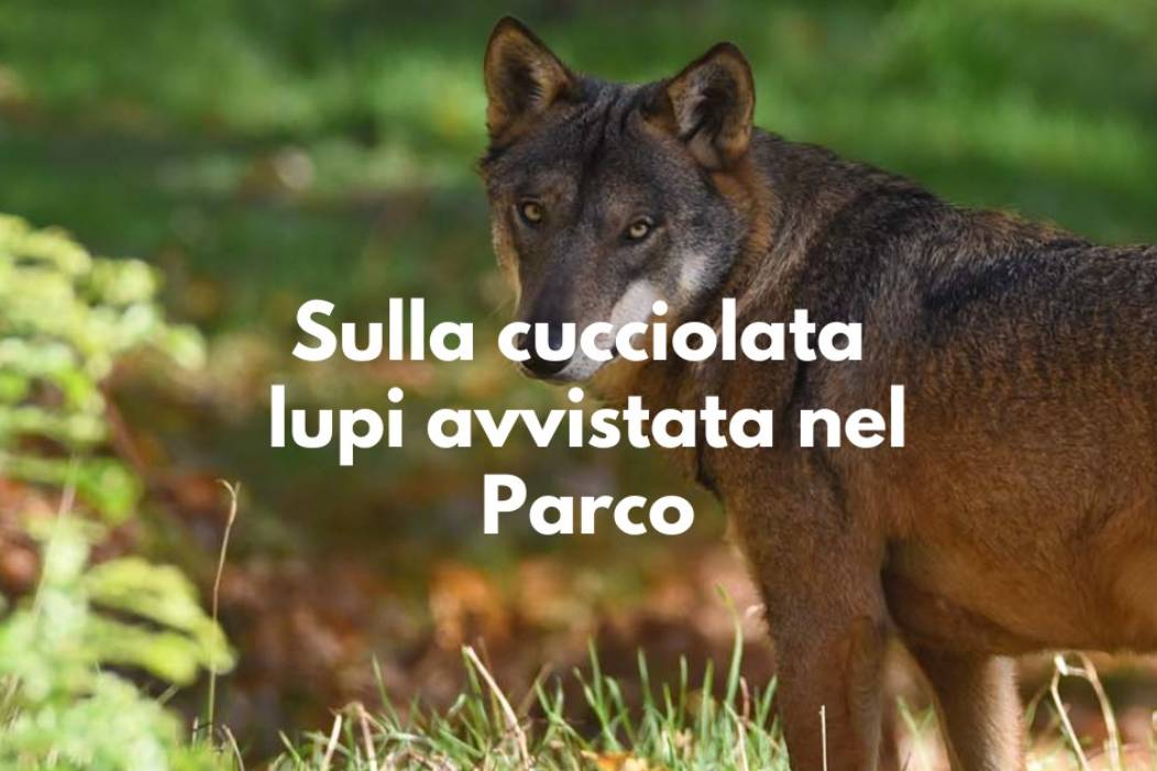 LUPA CON CUCCIOLATA “BRACCATA” PER UNA FOTO: IL PARCO, “TOTALE MANCANZA DI SCRUPOLI”