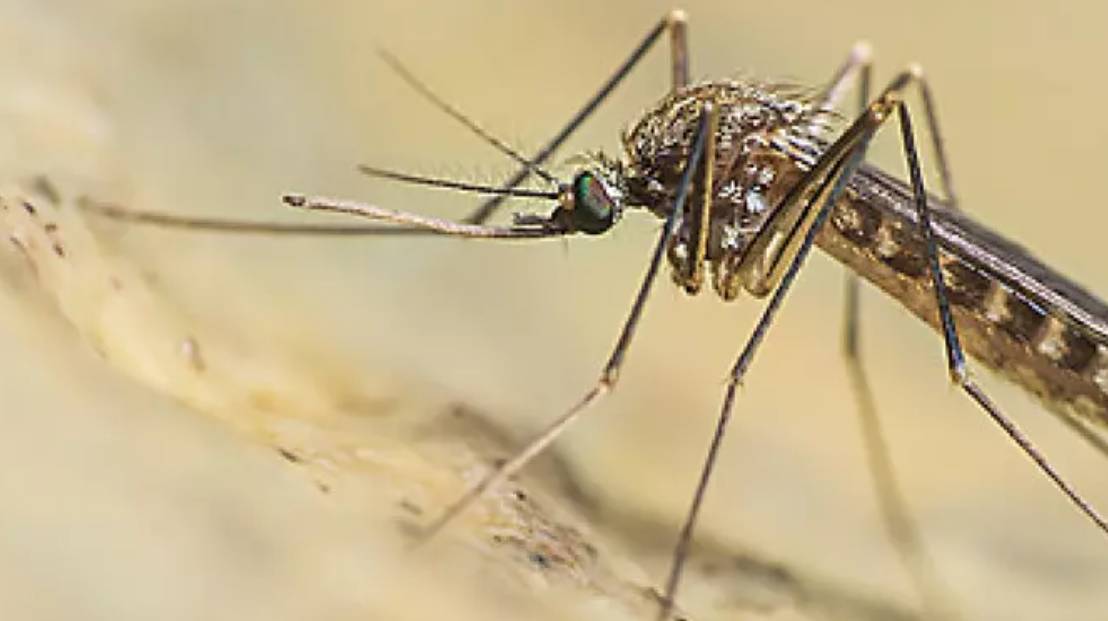 FEBBRE WEST NILE: COMUNE PESCARA CONVOCA INCONTRO CON ASL E AMBIENTE SPA