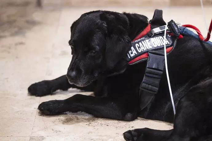 TASSISTA RIFIUTA CANE GUIDA DONNA NON VEDENTE A PESCARA: LNCD, “IMMEDIATA REVOCA LICENZA”