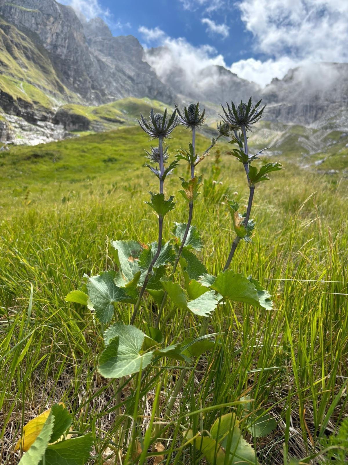 REALIZZATA DAL PARCO GRAN SASSO-LAGA LA PRIMA BANCA DATI GEOGRAFICA DELLA BIODIVERSITA’ IN ABRUZZO