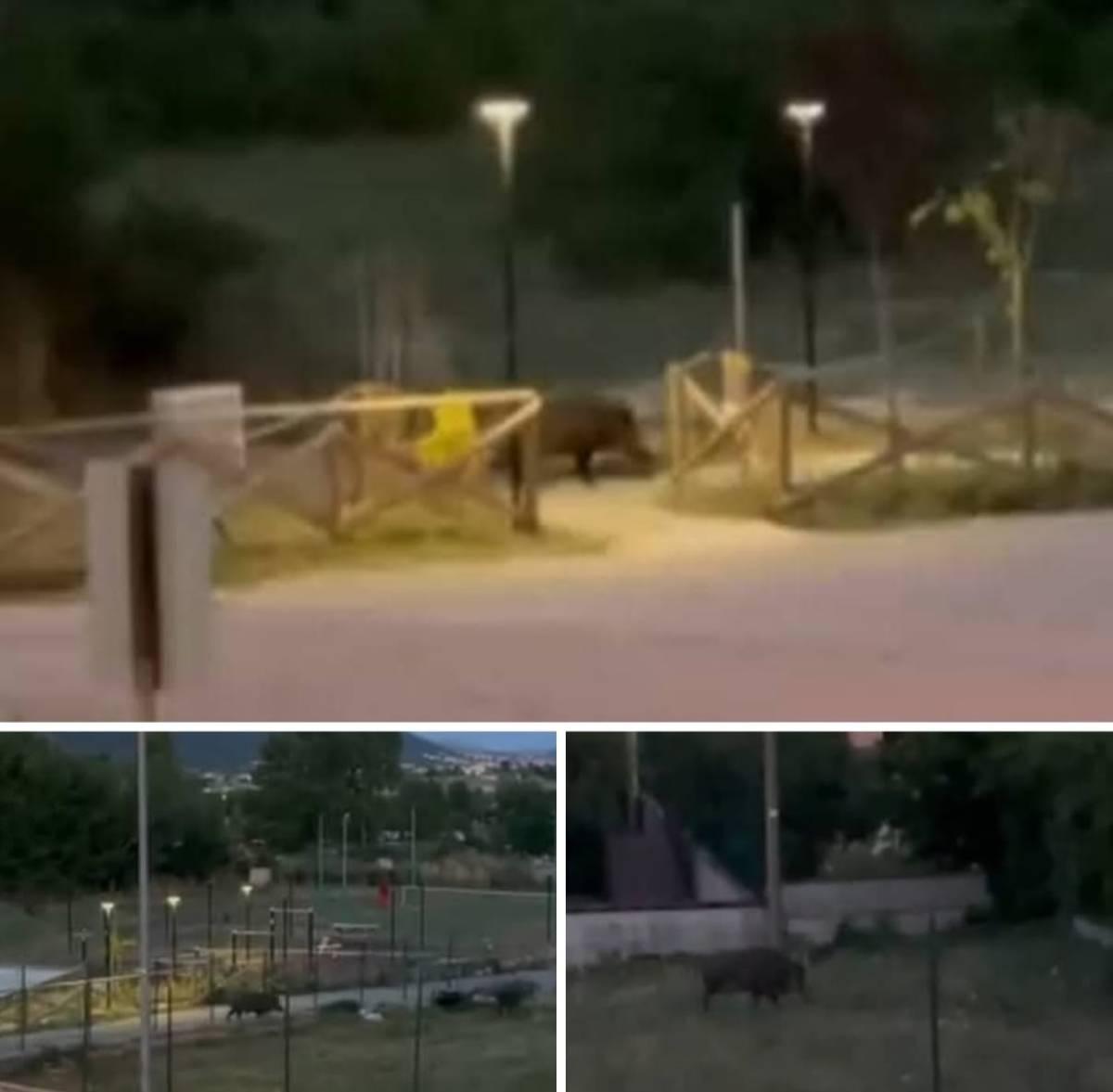 L’AQUILA: ALLARME PER UN GROSSO CINGHIALE A SPASSO NEL PARCO GIOCHI DI COLLE DI PRETURO