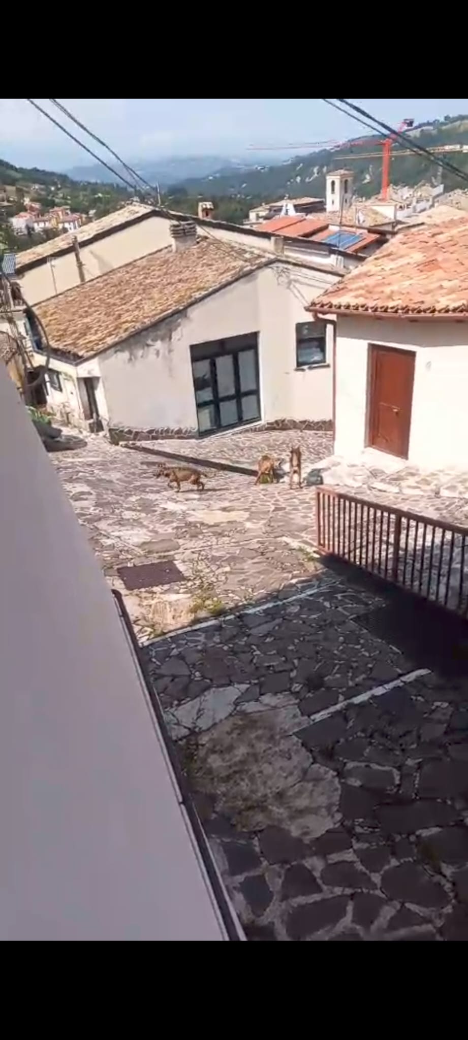 CASTELLI: TRE LUPI ADULTI A SPASSO PER IL PAESE, PREOCCUPAZIONE TRA I RESIDENTI