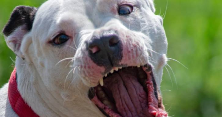 VASTO: PITBULL AGGREDISCE MARITO E MOGLIE, FERITE A GAMBE E BRACCIA, CACCIA AL PROPRIETARIO