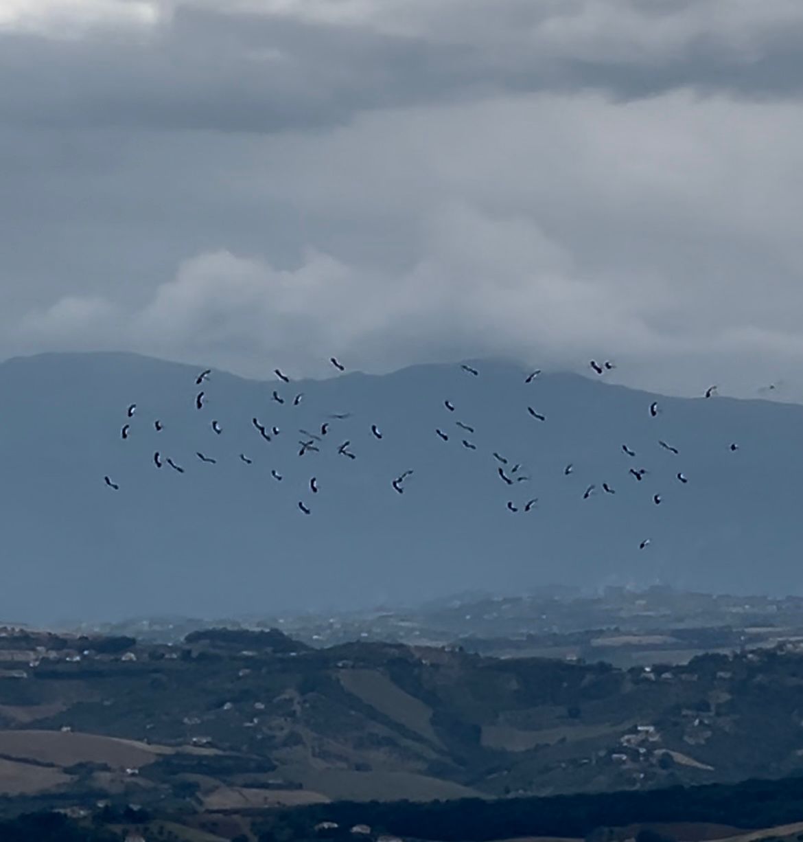 SPETTACOLO AI CALANCHI DI ATRI: OLTRE 50 CICOGNE SORVOLANO RISERVA NATURALE
