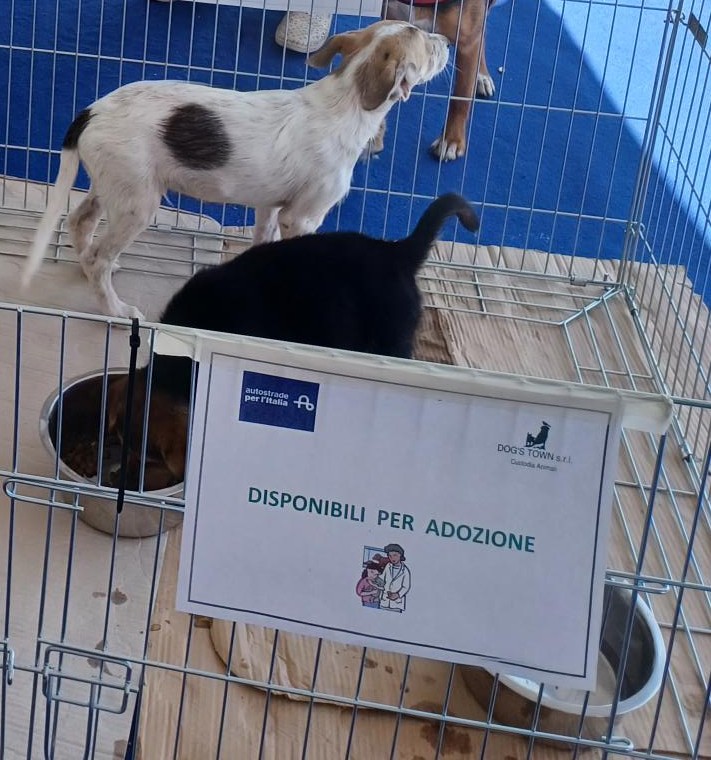 AUTOSTRADE E POLIZIA: ADOTTATI 10 CUCCIOLI IN PRESIDI VETERINARI, ULTIMA TAPPA CAROVANA SICUREZZA