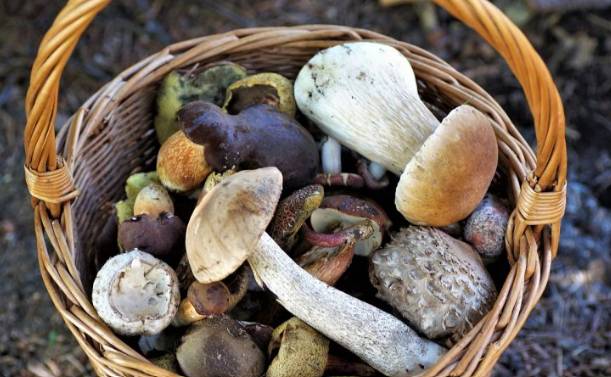 SCATTA CACCIA AI PORCINI NEI BOSCHI: VADEMECUM COLDIRETTI PER RACCOLTA