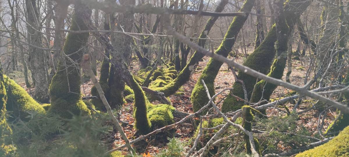 “LA CERQUA REPOSATORA”: NEI BOSCHI DEL PARCO SIRENTE VELINO, IL 14 SETTEMBRE CAMMINATA E PERFORMANCE