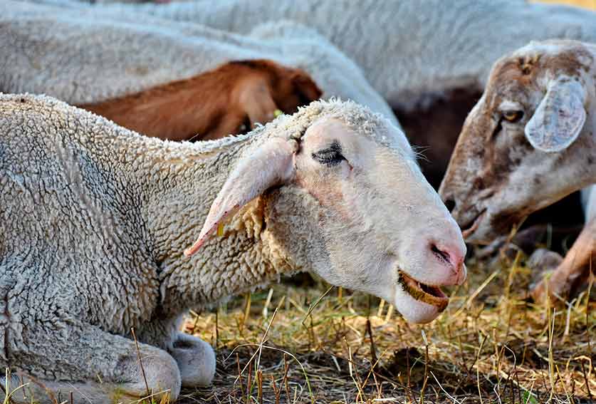 BLUE TONGUE: CIA ABRUZZO, “ALLEVATORI IN GINOCCHIO, SUBITO STRUMENTI STRAORDINARI”
