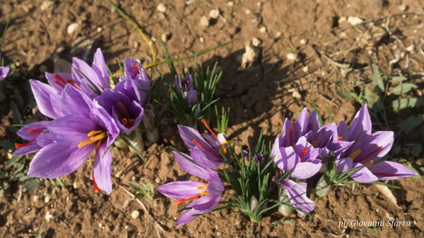 ZAFFERANO DELL’AQUILA DOP: L’ORO D’ABRUZZO INCONTRA ALTRE ECCELLENZE, DOMANI PRIMO SHOW COOKING