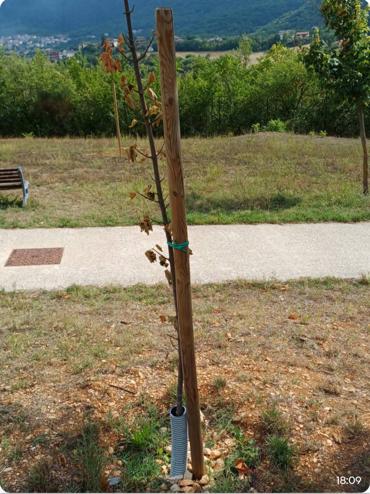 PARCO DEL SOLE L’AQUILA: CONALPA, “ALBERI PIANTATI A FEBBRAIO SECCHI E MALATI”