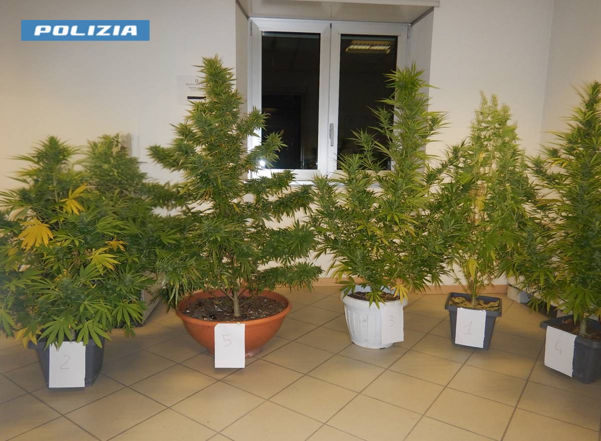 L’AQUILA: TERRAZZO TRASFORMATO IN SERRA PER COLTIVARE MARIJUANA, ARRESTATO 26ENNE