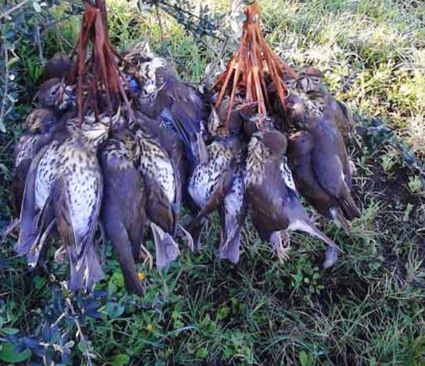 CACCIA AI TORDI: TAR ABRUZZO SOSPENDE PARTE DEL CALENDARIO VENATORIO REGIONALE