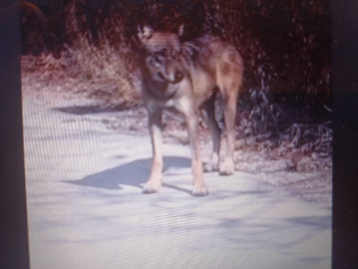 L’AQUILA: LUPI SBRANANO TRE PICCOLI CANI, AGGRESSIONE SVENTATA PER UN ALLEVATORE