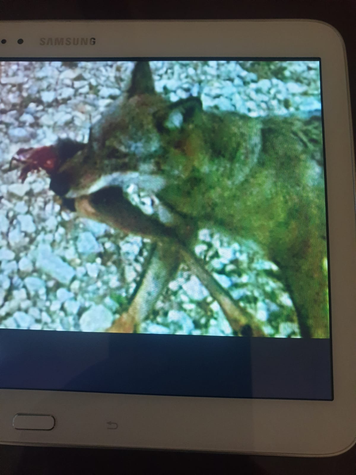 L’AQUILA: CAPRIOLO SBRANATO DA LUPO A TEMPERA, ROSSI, “POTREBBE FORMARE UN BRANCO”