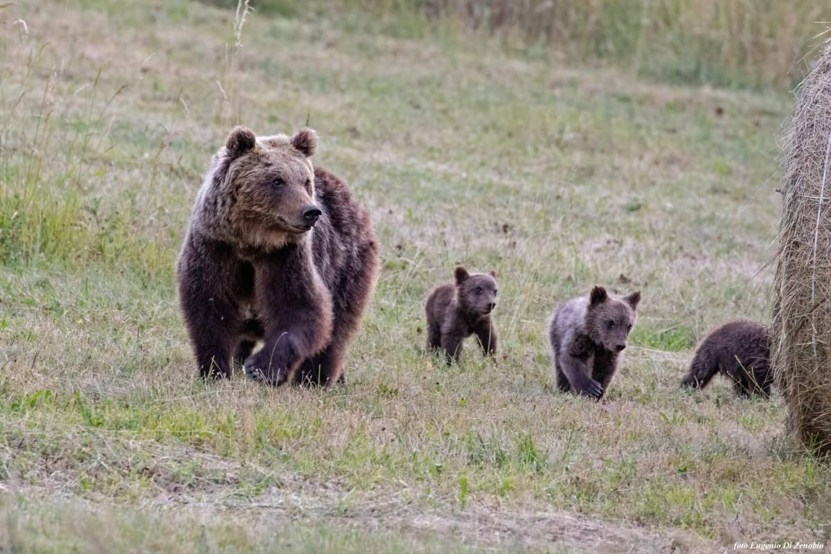“ABRUZZO NON HA A CUORE I VALORI AMBIENTALI”, PROSPERI, “OGNI ORSO UCCISO MINA NOSTRA CREDIBILITÀ”