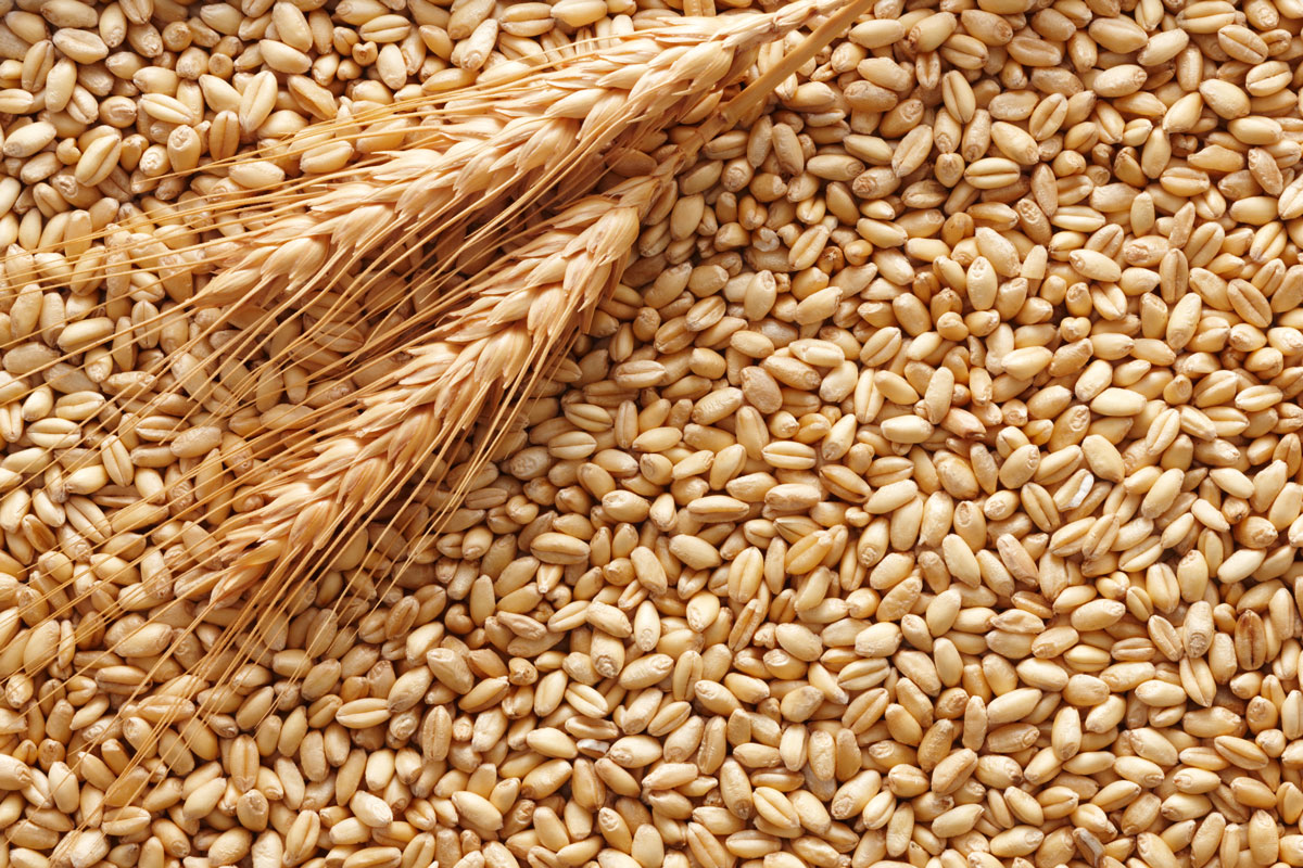 AGRICOLTURA: ALLARME CIA, “GRANO SOTTOCOSTO, IN ABRUZZO RISCHIO ABBANDONO CAMPI”
