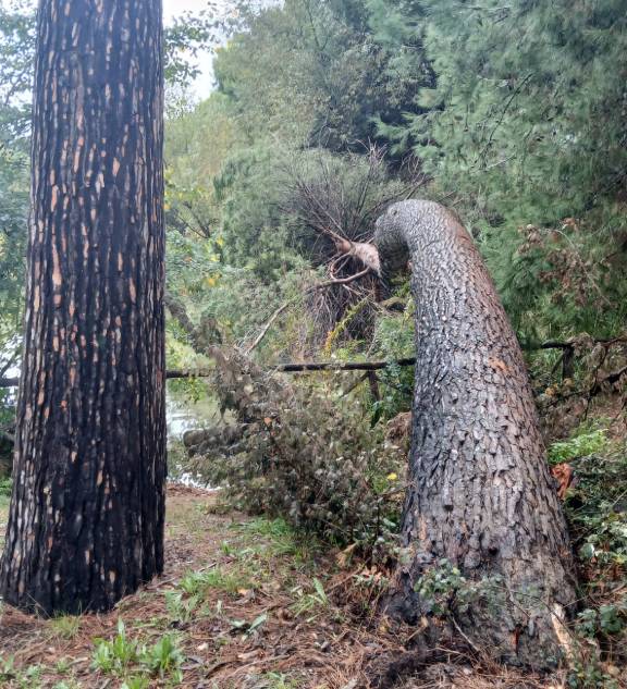 PESCARA: DUE ALBERI CADUTI, PINETA CHIUSA IN ZONA LAGHETTO ARTIFICIALE 