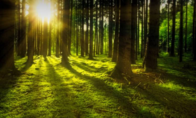 BIMBI CRESCIUTI NEL BOSCO: PROCURA CHIEDE AFFIDAMENTO, “SCELTA PER PRESERVARE RAPPORTO CON NATURA”