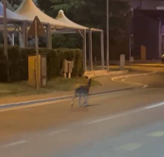 L’AQUILA: AVVISTATO E IMMORTALATO NELLA NOTTE UN LUPO LUNGO LA STATALE 17