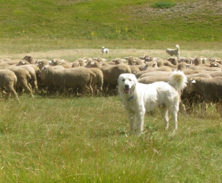 RICONOSCIUTA DENOMINAZIONE PASTORE ABRUZZESE MAREMMANO, SI CONCLUDE BATTAGLIA DURATA ANNI