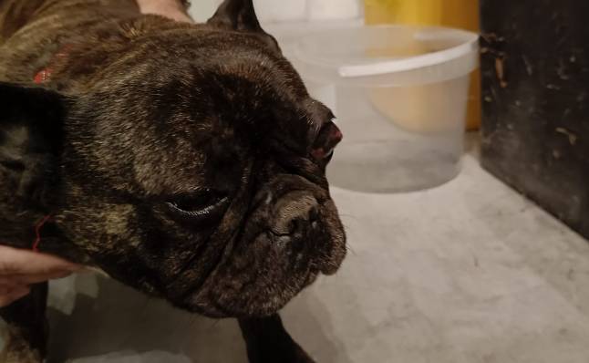 L’AQUILA: CAGNOLINA TROVATA IN STRADA, SI CERCA IL PROPRIETARIO