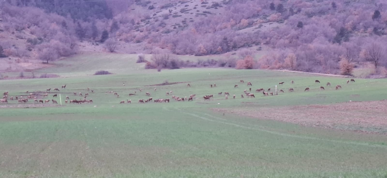 CERVI FUORI CONTROLLO, COLTIVAZIONI DISTRUTTE, <BR>AGRICOLTORI ABRUZZESI CHIEDONO SOLUZIONI IMMEDIATE