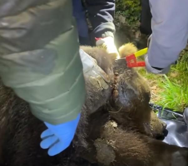SALVANO ORSO DA LACCIO AL COLLO E LO RILASCIANO, ORA SI CHIAMA “LIBERO”