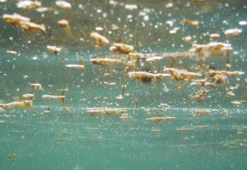 VASTO: STATO DI ALLERTA PER PRESENZA ALGA TOSSICA IN TRATTO COSTA CONTRADA TORRICELLA